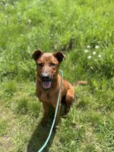 TEDI, Hund, Mischlingshund in Slowakische Republik - Bild 10