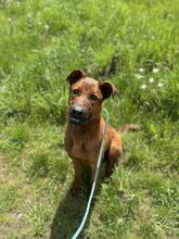 TEDI, Hund, Mischlingshund in Slowakische Republik - Bild 11