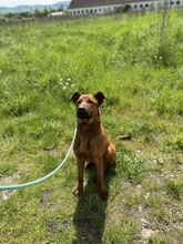 TEDI, Hund, Mischlingshund in Slowakische Republik - Bild 12