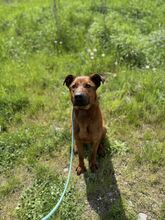 TEDI, Hund, Mischlingshund in Slowakische Republik - Bild 13