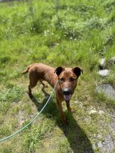 TEDI, Hund, Mischlingshund in Slowakische Republik - Bild 14