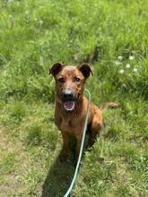 TEDI, Hund, Mischlingshund in Slowakische Republik - Bild 9