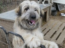 LIA, Hund, Mischlingshund in Rumänien - Bild 10