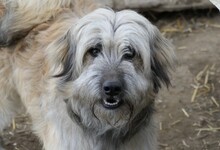 LIA, Hund, Mischlingshund in Rumänien - Bild 11