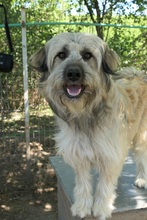 LIA, Hund, Mischlingshund in Rumänien - Bild 13