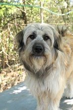 LIA, Hund, Mischlingshund in Rumänien - Bild 14