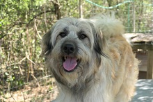 LIA, Hund, Mischlingshund in Rumänien - Bild 15