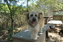 LIA, Hund, Mischlingshund in Rumänien - Bild 16