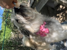 LIA, Hund, Mischlingshund in Rumänien - Bild 8
