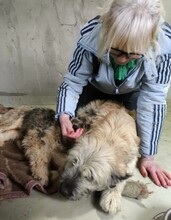 LIA, Hund, Mischlingshund in Rumänien - Bild 9