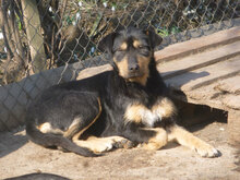 MIRA, Hund, Mischlingshund in Bulgarien - Bild 1