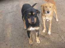 MIRA, Hund, Mischlingshund in Bulgarien - Bild 6