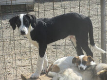 LUCKY, Hund, Mischlingshund in Bulgarien - Bild 5