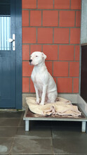 COCO, Hund, Dogo Argentino in Overath - Bild 1