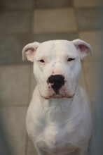 COCO, Hund, Dogo Argentino in Overath - Bild 2