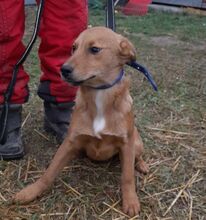 MIKSA, Hund, Mischlingshund in Ungarn - Bild 3