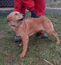 MIKSA, Hund, Mischlingshund in Ungarn - Bild 4