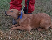 MIKSA, Hund, Mischlingshund in Ungarn - Bild 6