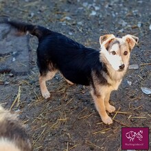 CASSILA, Hund, Mischlingshund in Rumänien - Bild 4