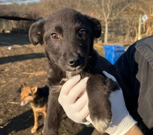 SONEA, Hund, Mischlingshund in Rumänien - Bild 2