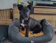 SONEA, Hund, Mischlingshund in Scheyern - Bild 2