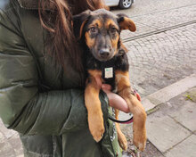 LUNA, Hund, Mischlingshund in Hamburg - Bild 11