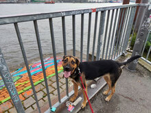 LUNA, Hund, Mischlingshund in Hamburg - Bild 2