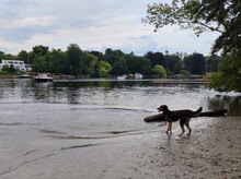 LUNA, Hund, Mischlingshund in Hamburg - Bild 5