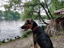 LUNA, Hund, Mischlingshund in Hamburg - Bild 8