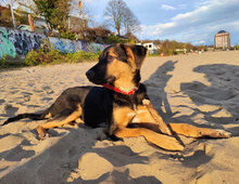 LUNA, Hund, Mischlingshund in Hamburg - Bild 9