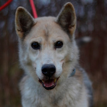 PUCA, Hund, Deutscher Schäferhund-Siberian Husky-Mix in Kroatien - Bild 1