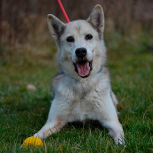 PUCA, Hund, Deutscher Schäferhund-Siberian Husky-Mix in Kroatien - Bild 2