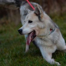 PUCA, Hund, Deutscher Schäferhund-Siberian Husky-Mix in Kroatien - Bild 3