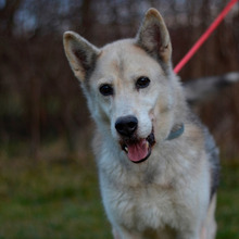 PUCA, Hund, Deutscher Schäferhund-Siberian Husky-Mix in Kroatien - Bild 4