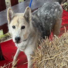 PUCA, Hund, Deutscher Schäferhund-Siberian Husky-Mix in Kroatien - Bild 5