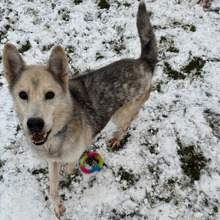 PUCA, Hund, Deutscher Schäferhund-Siberian Husky-Mix in Kroatien - Bild 6