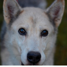 PUCA, Hund, Deutscher Schäferhund-Siberian Husky-Mix in Kroatien - Bild 7