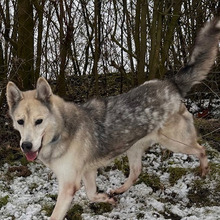 PUCA, Hund, Deutscher Schäferhund-Siberian Husky-Mix in Kroatien - Bild 8