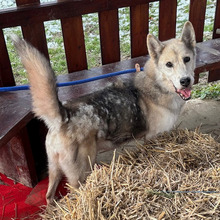 PUCA, Hund, Deutscher Schäferhund-Siberian Husky-Mix in Kroatien - Bild 9