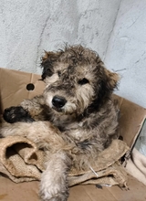 LUISE, Hund, Mischlingshund in Hünfelden - Bild 5