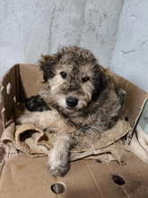 LUISE, Hund, Mischlingshund in Hünfelden - Bild 7