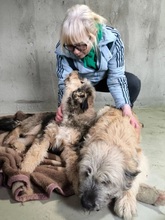 LUISE, Hund, Mischlingshund in Hünfelden - Bild 8