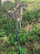 LENNOX, Hund, Mischlingshund in Rumänien - Bild 10