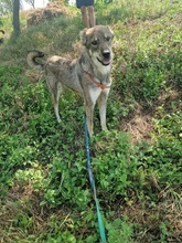LENNOX, Hund, Mischlingshund in Rumänien - Bild 12