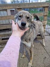 LENNOX, Hund, Mischlingshund in Rumänien - Bild 15
