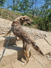 LENNOX, Hund, Mischlingshund in Rumänien - Bild 8