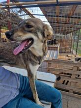 LENNOX, Hund, Mischlingshund in Rumänien - Bild 9