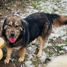 DAKSA, Hund, Mischlingshund in Kroatien - Bild 2