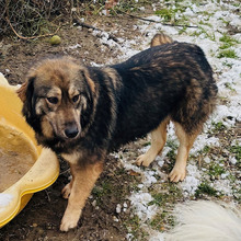 DAKSA, Hund, Mischlingshund in Kroatien - Bild 3