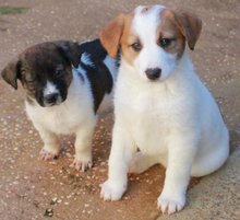 JANA, Hund, Mischlingshund in Portugal - Bild 4